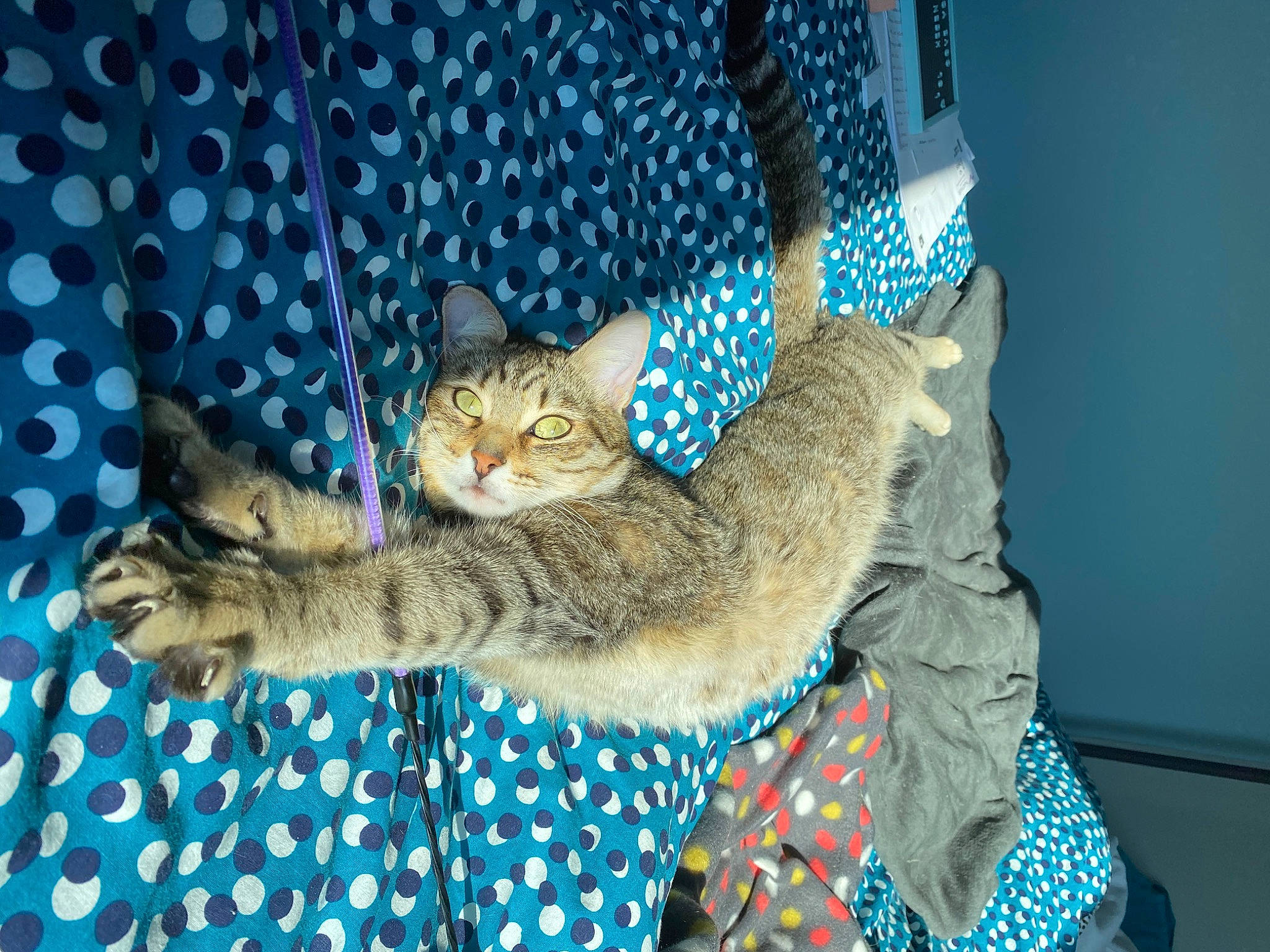 Oslo participe au concours pour gagner de l'argent avec cette photo : asian, blue, california_spangled, carnivore, cat, chausie, domestic_short_haired_cat, dragon_li, egyptian_mau, european_shorthair, fawn, felidae, fur, kitten, ocicat, pixie_bob, savannah, small_to_medium_sized_cats, tabby_cat, whiskers