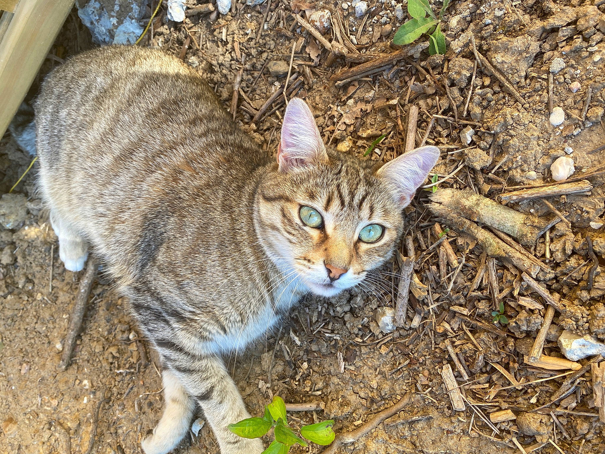 Oslo participe au concours pour gagner de l'argent avec cette photo : aegean_cat, arabian_mau, asian, bobcat, carnivore, cat, domestic_short_haired_cat, dragon_li, european_shorthair, fawn, felidae, german_rex, mammal, pixie_bob, rusty_spotted_cat, small_to_medium_sized_cats, tabby_cat, whiskers, wild_cat