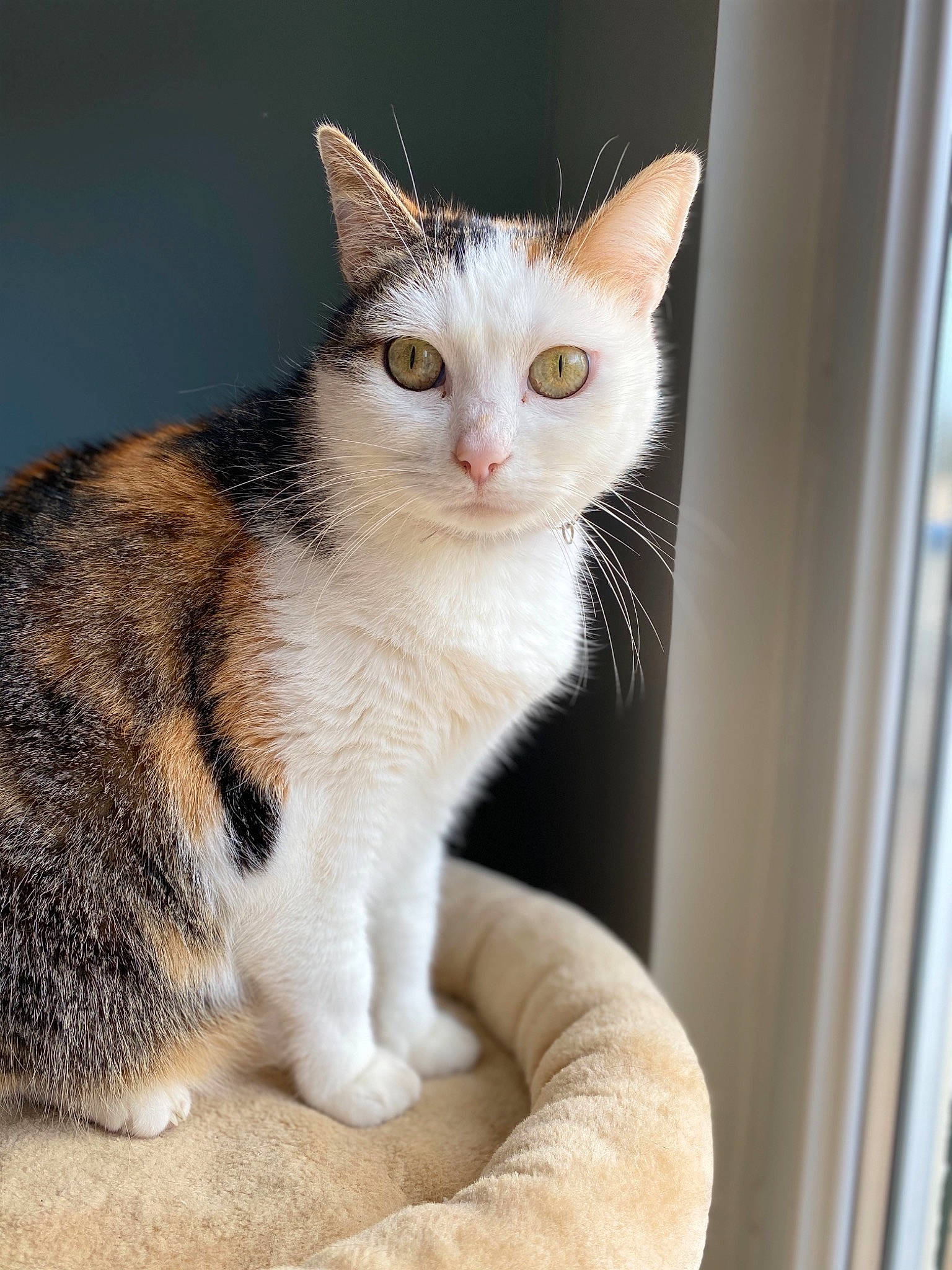 Heden a rejoint le concours — aidez-le/la à gagner de superbes lots ! aegean_cat, american_wirehair, asian, carnivore, cat, domestic_short_haired_cat, european_shorthair, eye, fawn, felidae, fur, kitten, mammal, ojos_azules, polydactyl_cat, small_to_medium_sized_cats, snout, tabby_cat, vertebrate, whiskers