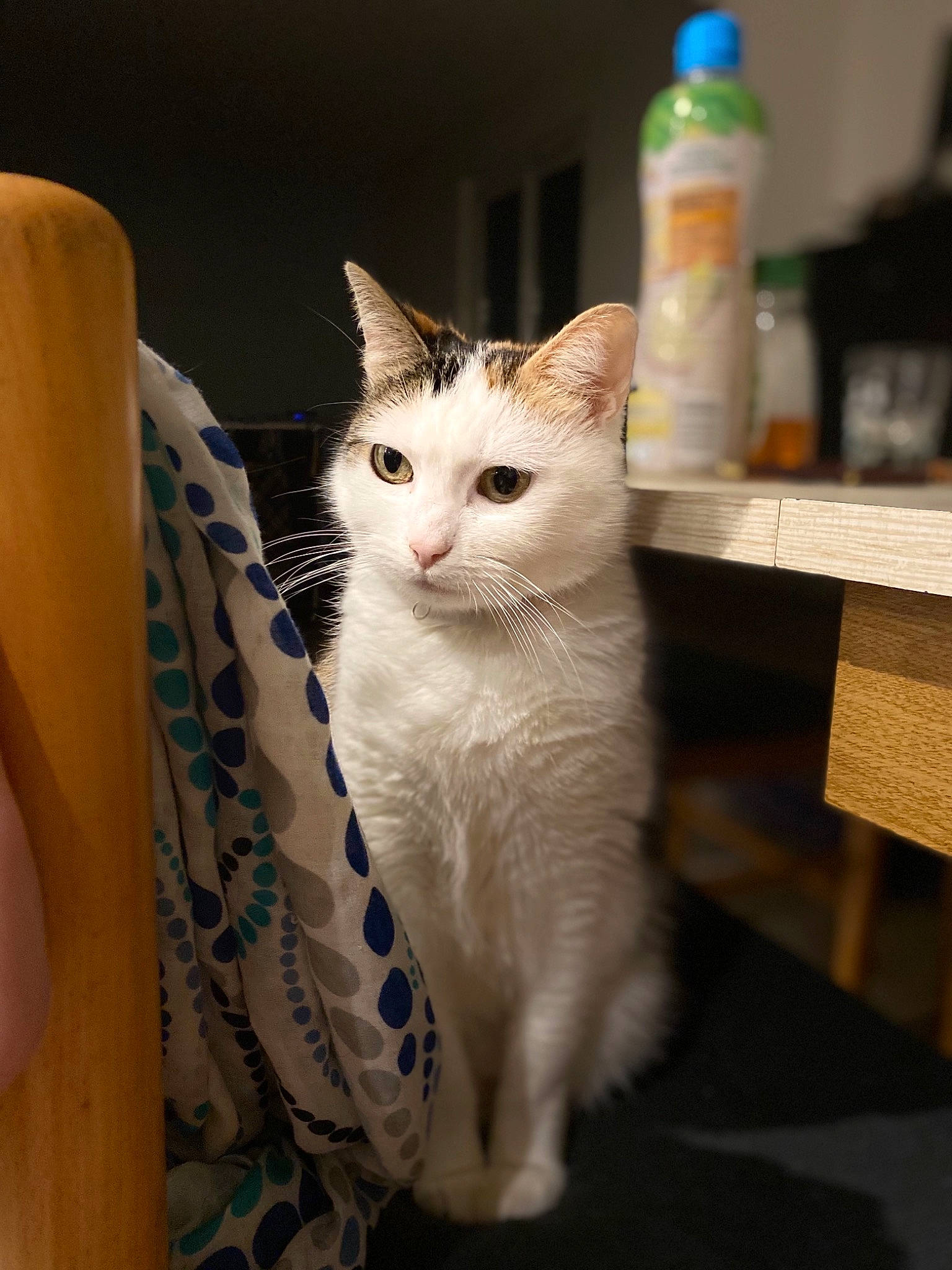 Heden a rejoint le concours — aidez-le/la à gagner de superbes lots ! aegean_cat, asian, carnivore, cat, domestic_short_haired_cat, european_shorthair, fawn, felidae, fur, japanese_bobtail, kitten, mammal, ojos_azules, ragamuffin, small_to_medium_sized_cats, turkish_angora, turkish_van, whiskers