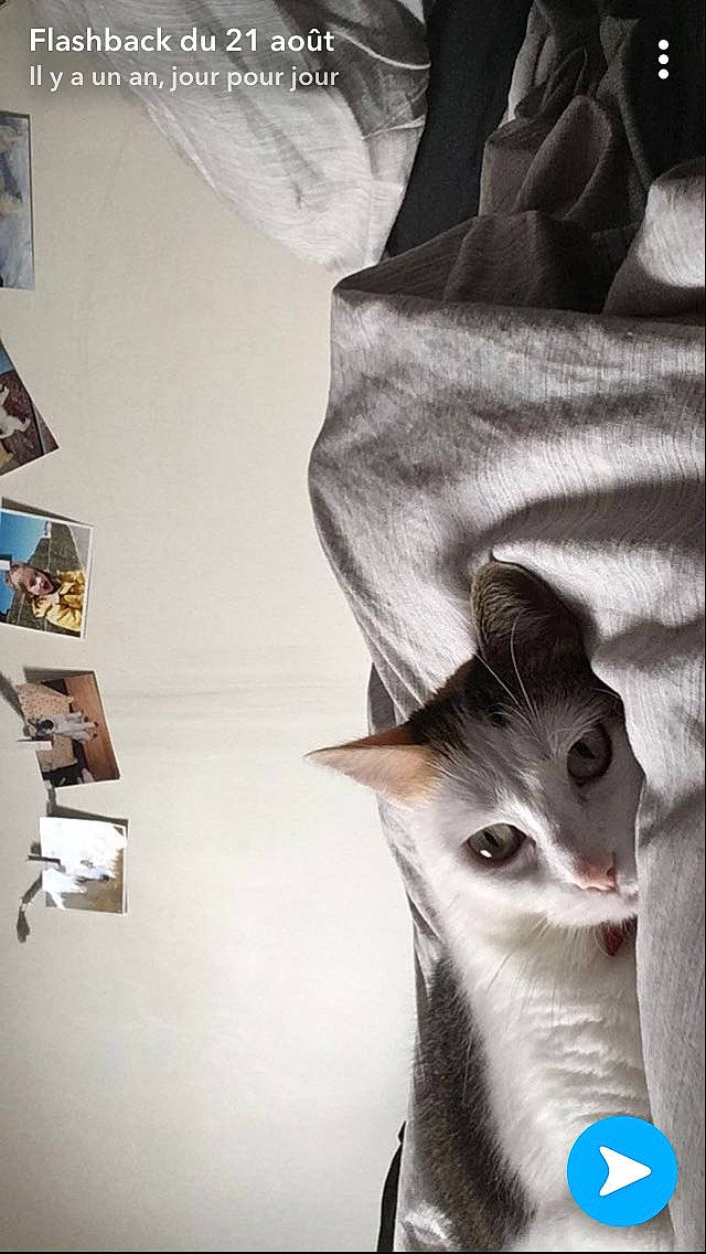 Heden participe au concours pour gagner de l'argent avec cette photo : carnivoran, cat, cat_like_mammal, kitten, mammal, photo_caption, small_to_medium_sized_cats, snout, whiskers