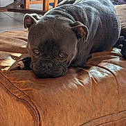Blue participe au concours pour gagner de l'argent avec cette photo : animal, canine, companion, cozy, cute, dog, domestic, furniture, gray_dog, home, indoor, leather_ottoman, looking_up, paw, pet, relaxed, resting, sunlight, tile_floor, wooden_chair