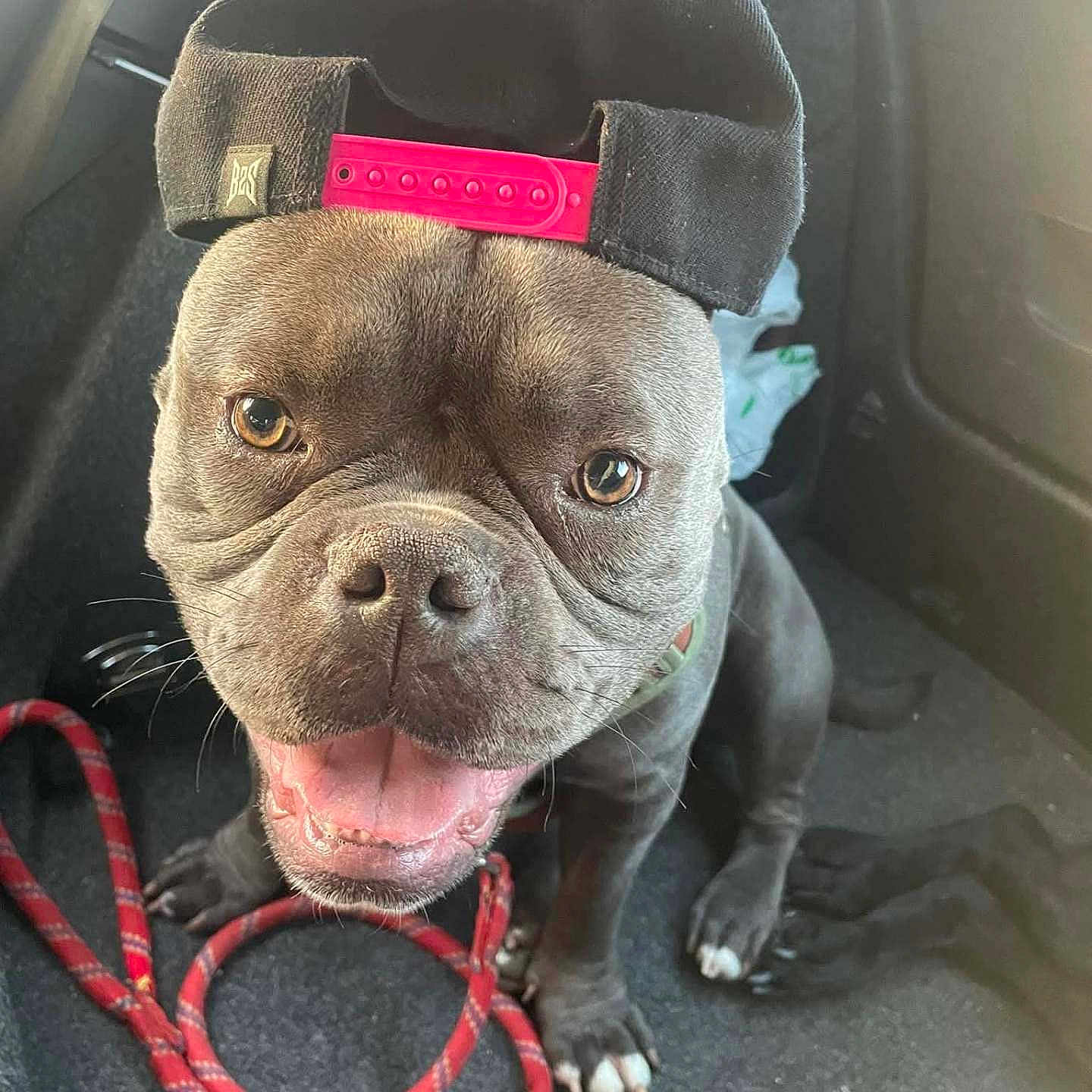 Blue participe au concours pour gagner de l'argent avec cette photo : animal, backwards_hat, black_fur, brown_eyes, canine, cap, closeup, companion, cute, dog, floor, happy, indoor, leash, pet, playful, puppy, short_hair, smiling, young