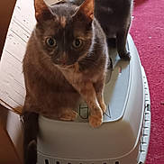 Nala And Gizmo is registered to the contest to win money with this photo: box, carnivore, cat, cat_bed, cat_supply, comfort, domestic_short_haired_cat, felidae, fur, home_appliance, mammal, paw, pet_supply, russian_blue, small_to_medium_sized_cats, tail, vertebrate, whiskers
