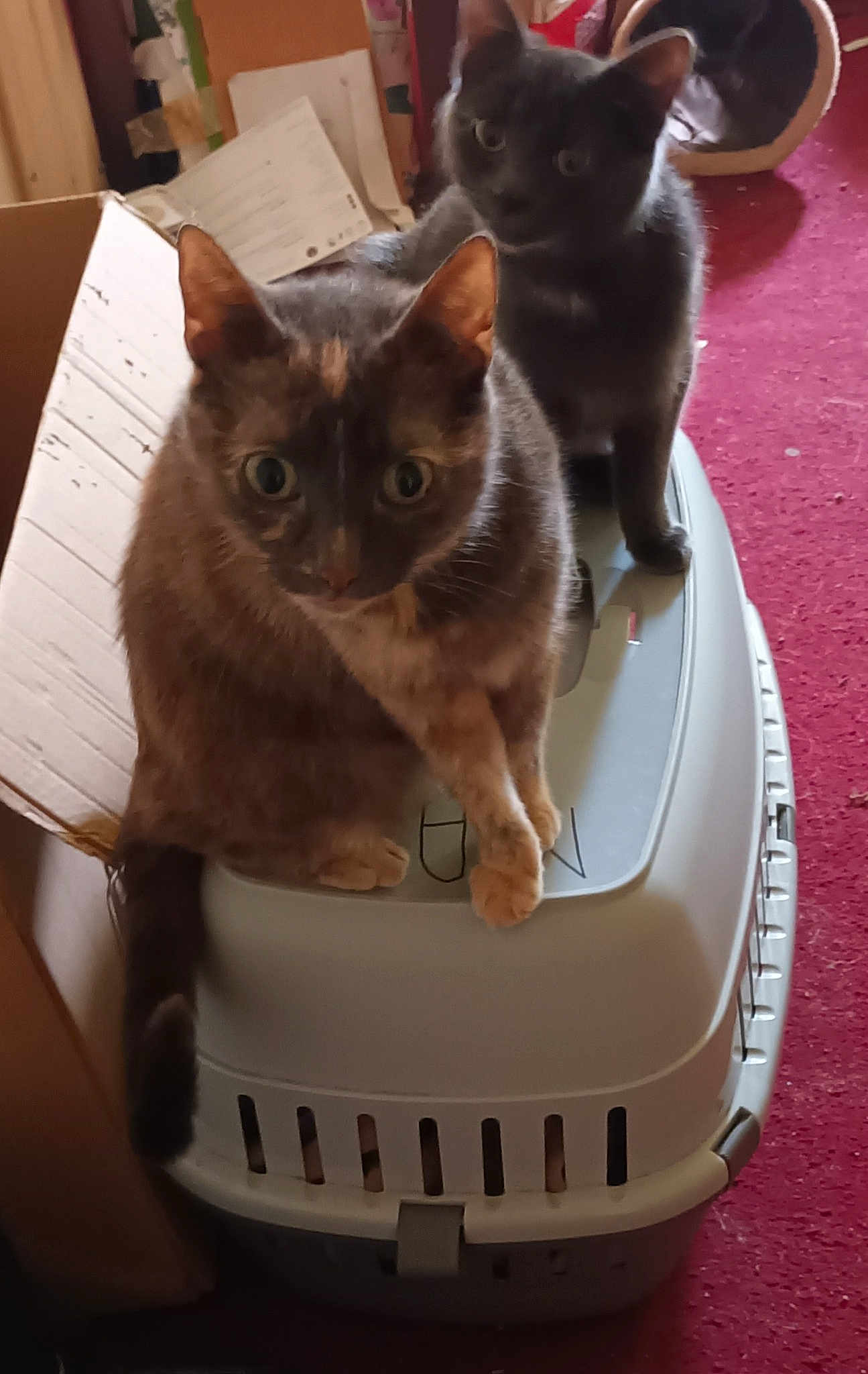 Nala And Gizmo