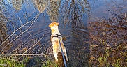 Charlie is registered to the contest to win money with this photo: adventure, animal, branches, calm, canine, daytime, dog, exploration, grass, leash, nature, outdoor, pond, reflection, shallow_water, spring, sunlight, tree, water, wet