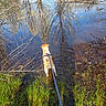 adventure, animal, branches, calm, canine, daytime, dog, exploration, grass, leash, nature, outdoor, pond, reflection, shallow_water, spring, sunlight, tree, water, wet