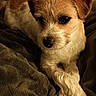Charlie joined the competition — help win amazing prizes! animal, blanket, brown, closeup, companion, cozy, cute, dog, friendly, fur, indoor, lying_down, mammal, paws, pet, portrait, puppy, relaxed, soft_texture, white