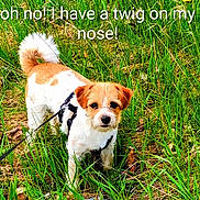 Charlie joined the competition — help win amazing prizes! adventure, animal, cute, dog, ears, face, fur, grass, greenery, harness, leash, nature, outdoor, pet, playful, small_dog, snout, tail, twig, walking