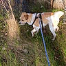 animal, brown, canine, daylight, dog, exploring, field, grass, ground, harness, leash, nature, outdoor, pet, small_dog, sniffing, sunlight, tree, walking, white