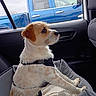 Charlie is registered to the contest to win money with this photo: alert, blue_truck, brown_spots, car_interior, curious, dog, dog_bed, domestic_animal, fabric, harness, pet, resting, seat, seated, side_view, small_dog, transportation, vehicle, white_fur, window