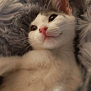 Verveine participe au concours pour gagner de l'argent avec cette photo : abyssinian, angora, animal, blanket, cat, kitten, manx, pet, siamese