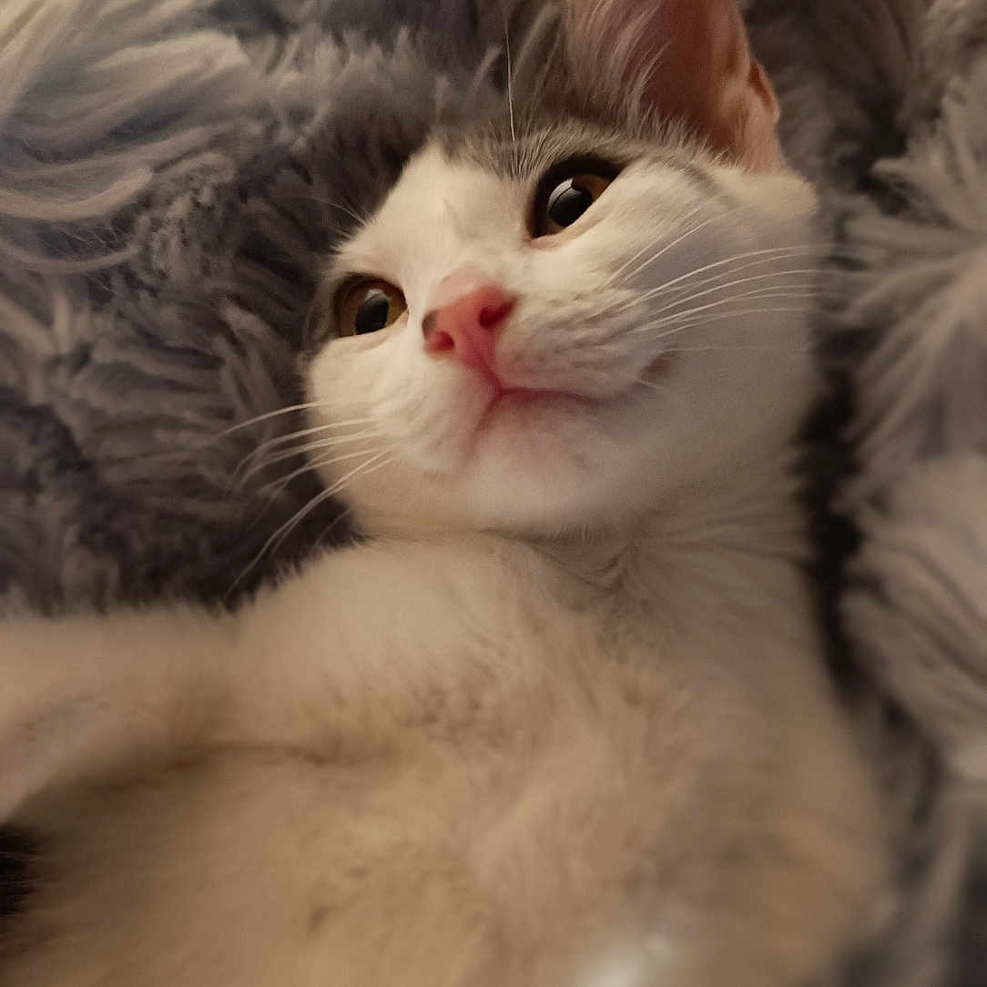 Verveine participe au concours pour gagner de l'argent avec cette photo : abyssinian, angora, animal, blanket, cat, kitten, manx, pet, siamese