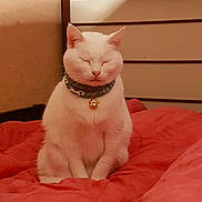 Minouchette participe au concours pour gagner de l'argent avec cette photo : bed, carnivoran, cat, cat_like_mammal, ear, flooring, furniture, kitten, mammal, pink, skin, small_to_medium_sized_cats, snout, vertebrate, whiskers