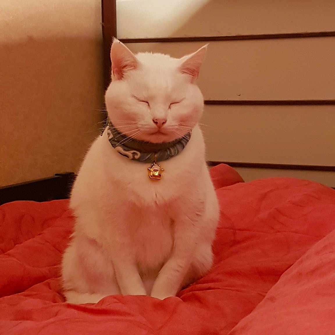 Minouchette