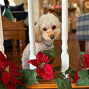 Finnegan joined the competition — help win amazing prizes! dog, pet, indoor, balusters, poinsettia, flowers, wooden, curious, cream_colored, fur, collar, decor, background_blur, cozy, home, furniture, plant, leaf, closeup, portrait
