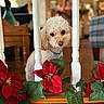 dog, pet, indoor, balusters, poinsettia, flowers, wooden, curious, cream_colored, fur, collar, decor, background_blur, cozy, home, furniture, plant, leaf, closeup, portrait