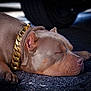 Mac is registered to the contest to win money with this photo: animal, asphalt, canine, close_up, collar, daytime, dog, ear, fur, gold_chain, nose, outdoor, paw, pet, quiet, relaxation, resting, side_view, sleeping, vehicle
