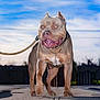 Mac is registered to the contest to win money with this photo: animal, canine, clouds, collar, daytime, dog, ears, happy, leash, mouth_open, muscular, nature, outdoor, pet, portrait, sidewalk, sky, street, urban, walking