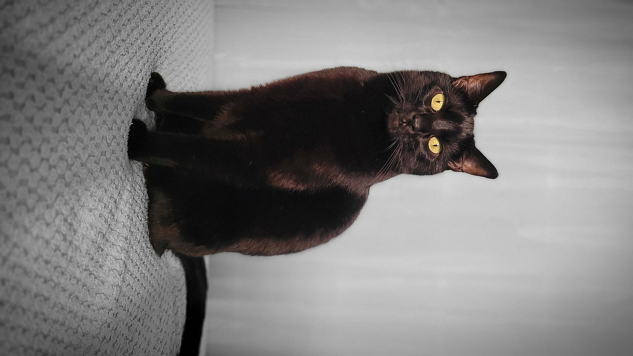 Marley a rejoint le concours — aidez-le/la à gagner de superbes lots ! black_cat, bombay, carnivore, cat, domestic_short_haired_cat, eye, felidae, fur, shadow, sleeve, small_to_medium_sized_cats, snout, tail, terrestrial_animal, whiskers, window