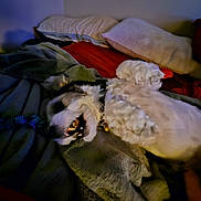 Baylie is registered to the contest to win money with this photo: animal, back, bed, blanket, bodypart, canine, cat, cockerspaniel, couch, cushion, dog, furniture, homedecor, hound, linen, person, pet, poodle, puppy, terrier