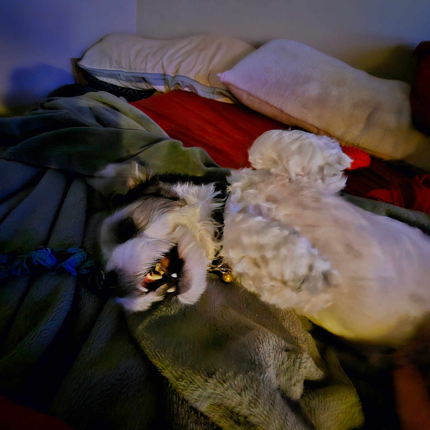 Baylie is registered to the contest to win money with this photo: animal, back, bed, blanket, bodypart, canine, cat, cockerspaniel, couch, cushion, dog, furniture, homedecor, hound, linen, person, pet, poodle, puppy, terrier