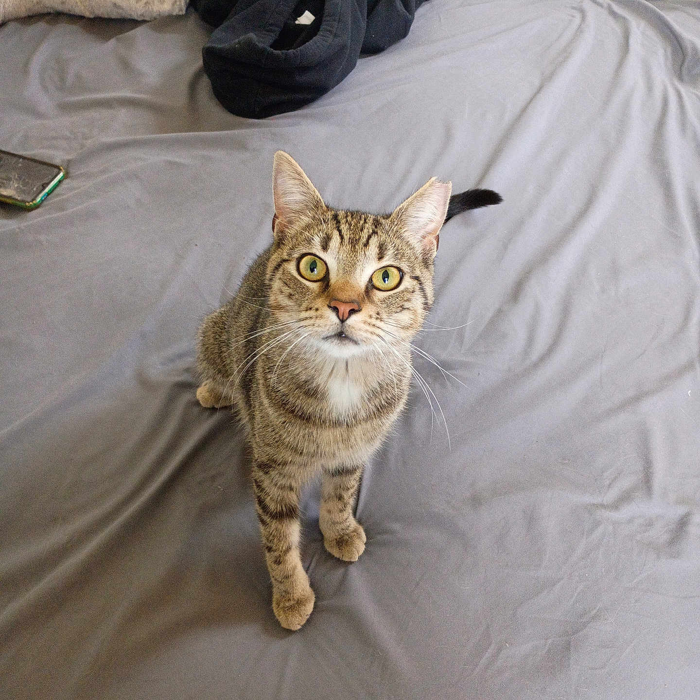 Ozzy joined the competition — help win amazing prizes! abyssinian, accessories, animal, bed, blanket, cat, clothing, couch, electronics, footwear, furniture, homedecor, kitten, linen, manx, mobilephone, pet, phone, shoe, strap