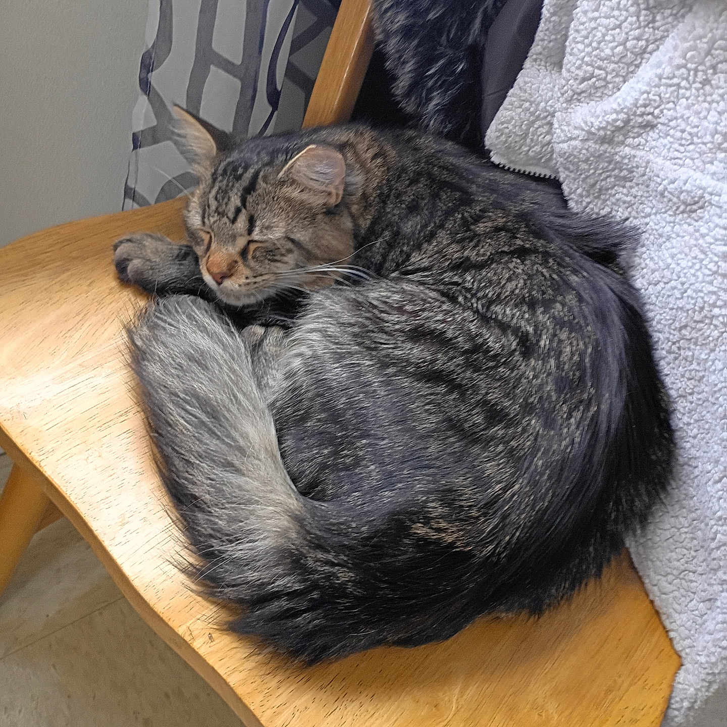 Remy joined the competition — help win amazing prizes! abyssinian, animal, armchair, cat, chair, computer, couch, desk, electronics, furniture, hardwood, kitten, manx, person, pet, plywood, shelf, sleeping, table, wood