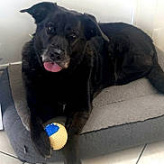 Prisca participe au concours pour gagner de l'argent avec cette photo : animal, black_dog, canine, companion, cute, dog, domestic, floor_tiles, fur, home, indoor, looking_at_camera, paw, pet, pet_bed, playful, relaxed, resting, tongue_out, toy_ball