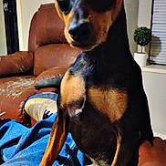 Loki joined the competition — help win amazing prizes! dog, pet, indoor, living_room, person, hand, jeans, shoe, leather_chair, plant, window, curious, black_and_tan, small_dog, paw, seated, casual, cozy, home, friendly