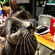 Calli is registered to the contest to win money with this photo: animal, blurry_background, cat, close_up, closeup, collar, curiosity, curious, domestic, eyes, face, feline, gray_fur, head_tilt, household_items, indoor, indoor_lighting, pet, table, whiskers
