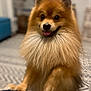 Cosmo is registered to the contest to win money with this photo: animal, canine, carpet, companion, cozy, cute, dog, domestic, fluffy, front_paws_up, fur, happy, home, indoor, mammal, pet, pomeranian, smiling, standing, tongue_out