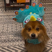Cosmo is registered to the contest to win money with this photo: animal, baby_gate, brown_fur, carpet, closeup, costume, cute, dinosaur, dog, domestic, floor, funny, home_interior, indoor, looking_at_camera, patterned_rug, pet, rack, small_dog, wine_bottles