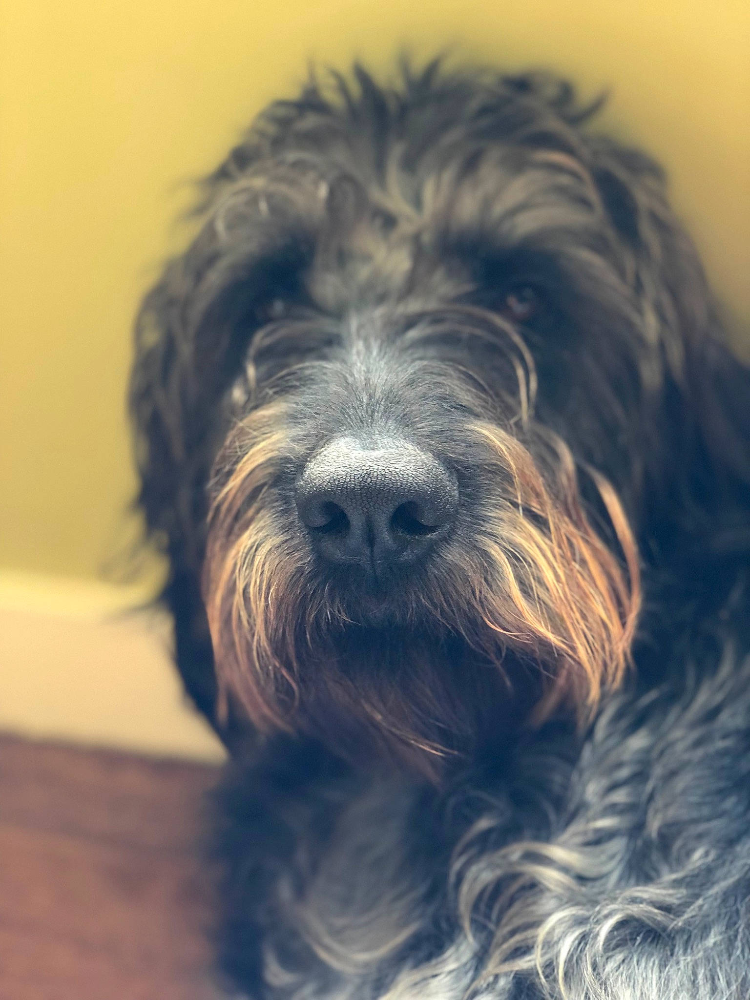 Hankie is registered to the contest to win money with this photo: canidae, carnivore, companion_dog, dog, dog_breed, fur, liver, maltepoo, non_sporting_group, schapendoes, schnauzer, small_terrier, snout, sporting_group, terrier, toy_dog, water_dog, wood, working_animal, working_dog