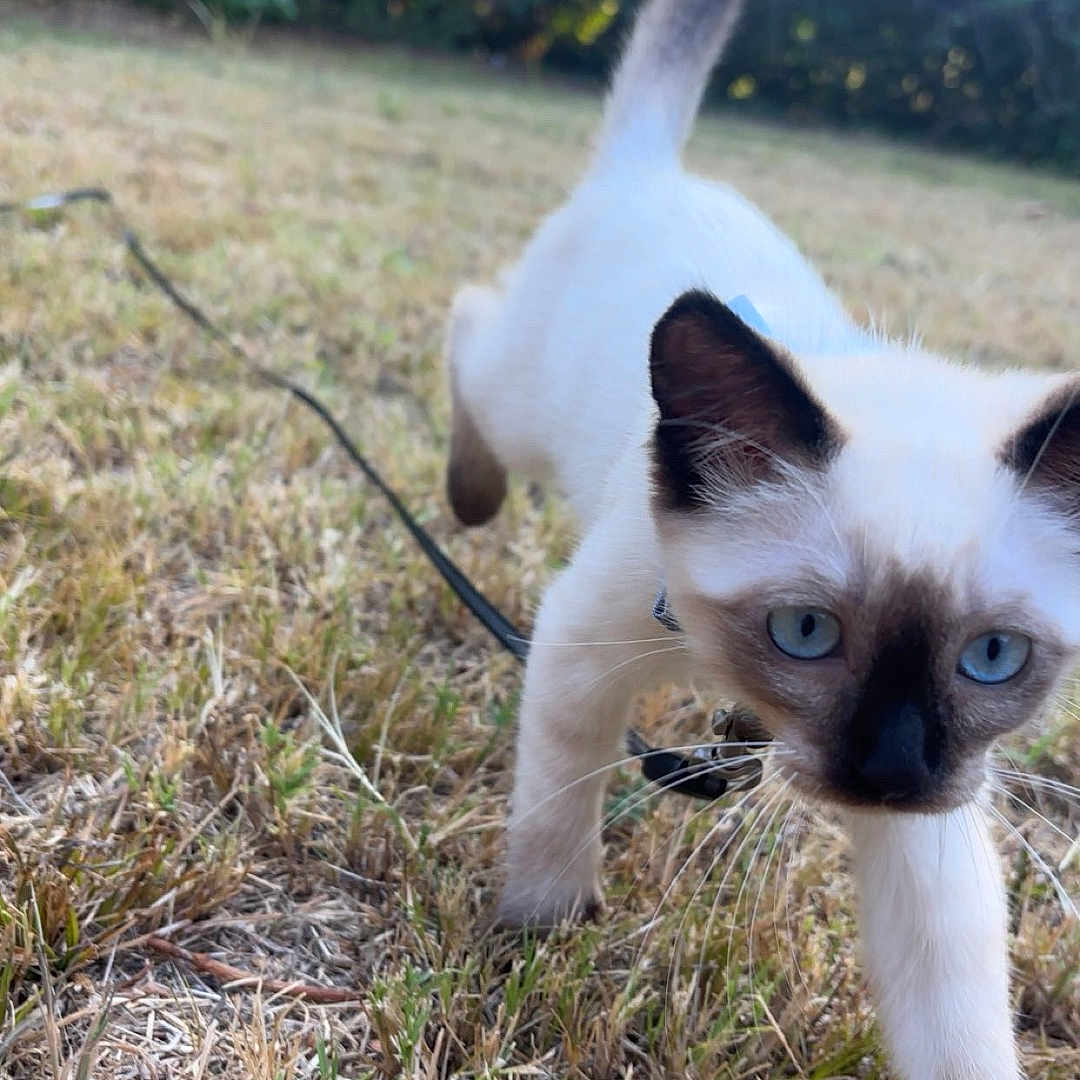 Kip is registered to the contest to win money with this photo: cat, siamese_cat, kitten, blue_eyes, outdoor, grass, garden, lawn, sunlight, nature, animal, pet, walking, approaching, raised_tail, whiskers, pointed_ears, close_up, fur, photography