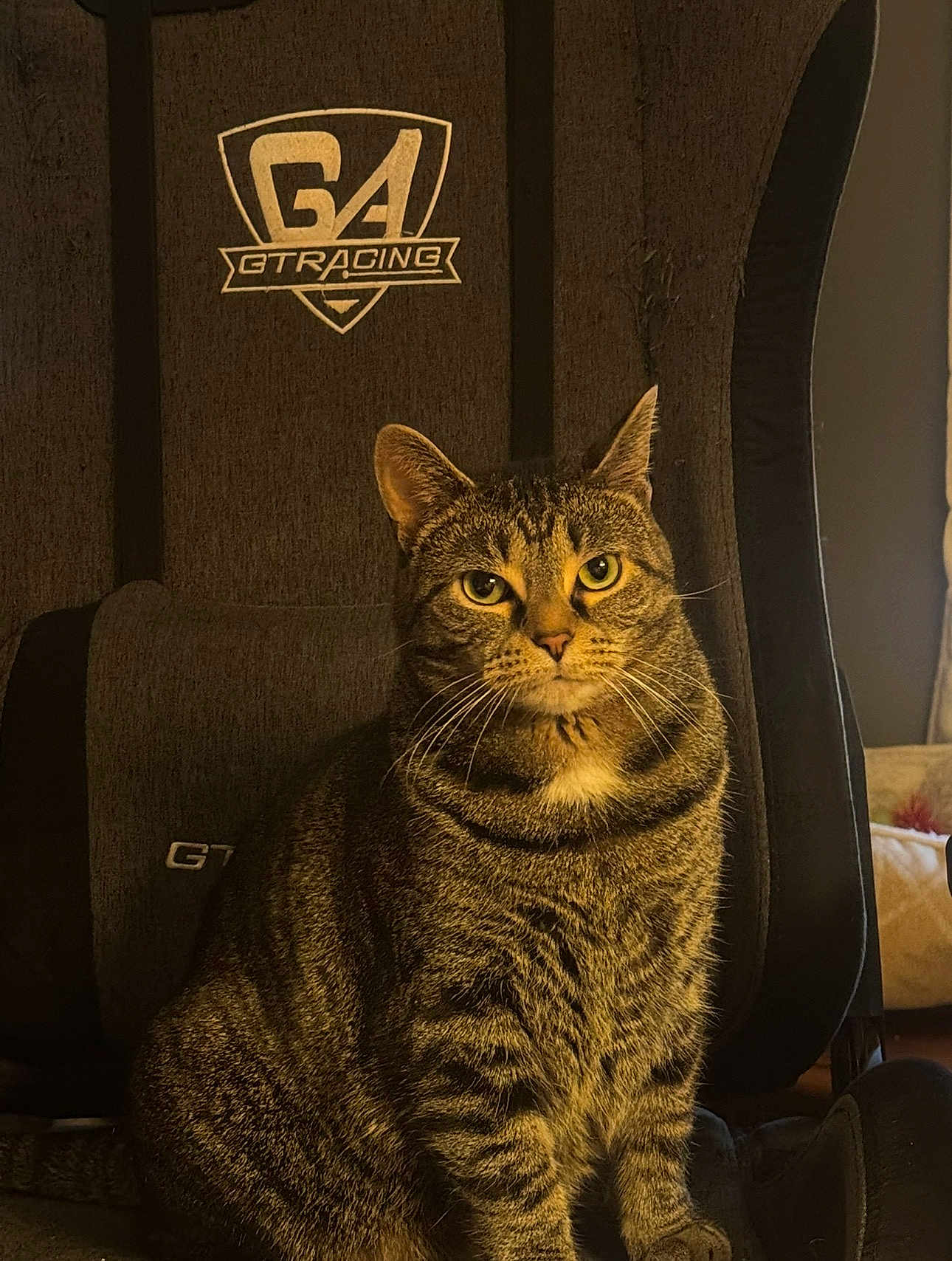 Zora is registered to the contest to win money with this photo: cat, tabby, pet, animal, feline, striped, gaming_chair, indoor, portrait, sitting, fur, whiskers, ears, eyes, face, home, cozy, comfortable, furniture, domestic