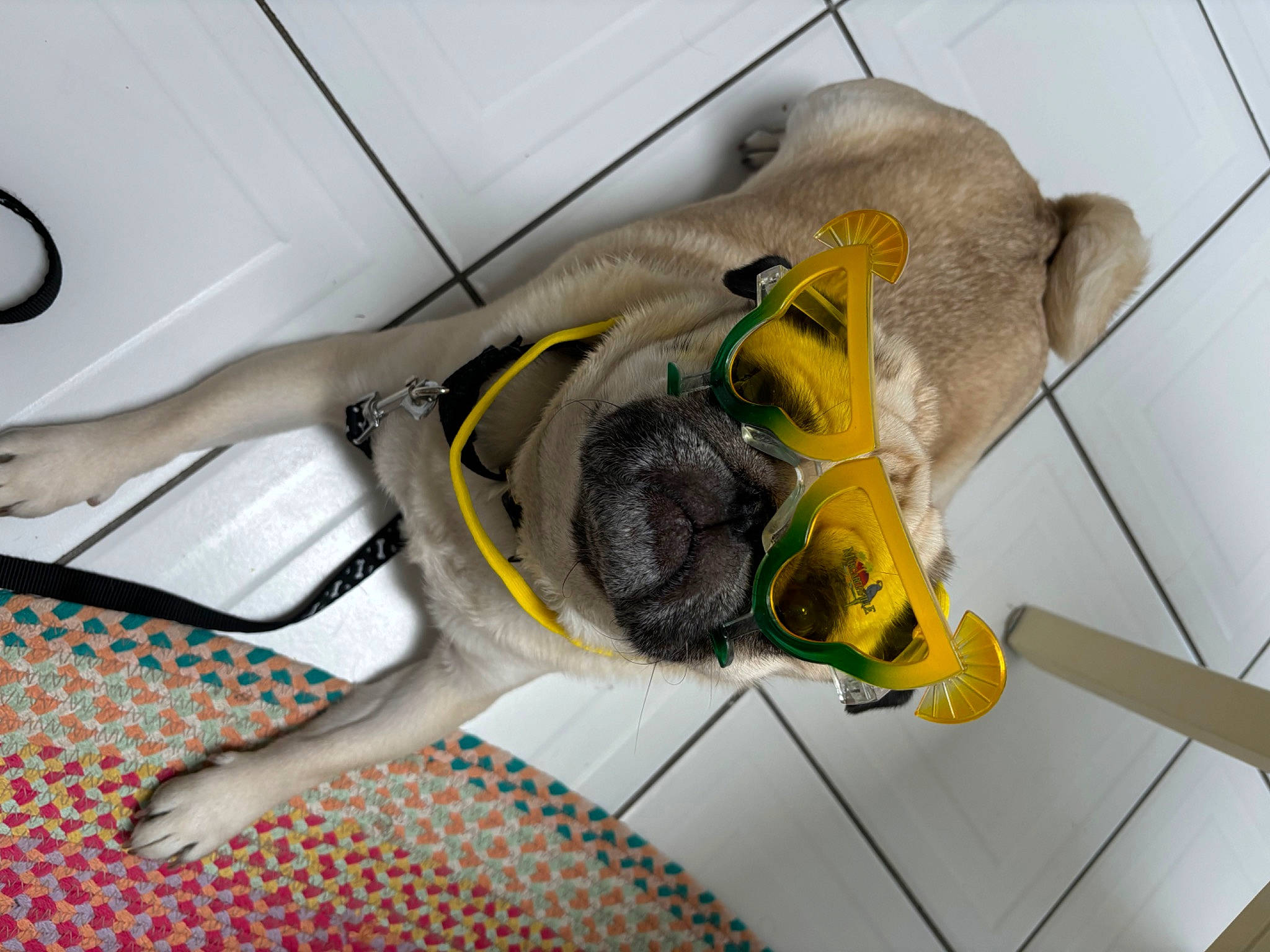 Oliver is registered to the contest to win money with this photo: carnivore, dog, dog_breed, eyewear, flooring, machine, personal_protective_equipment, snout, tail, working_animal, yellow