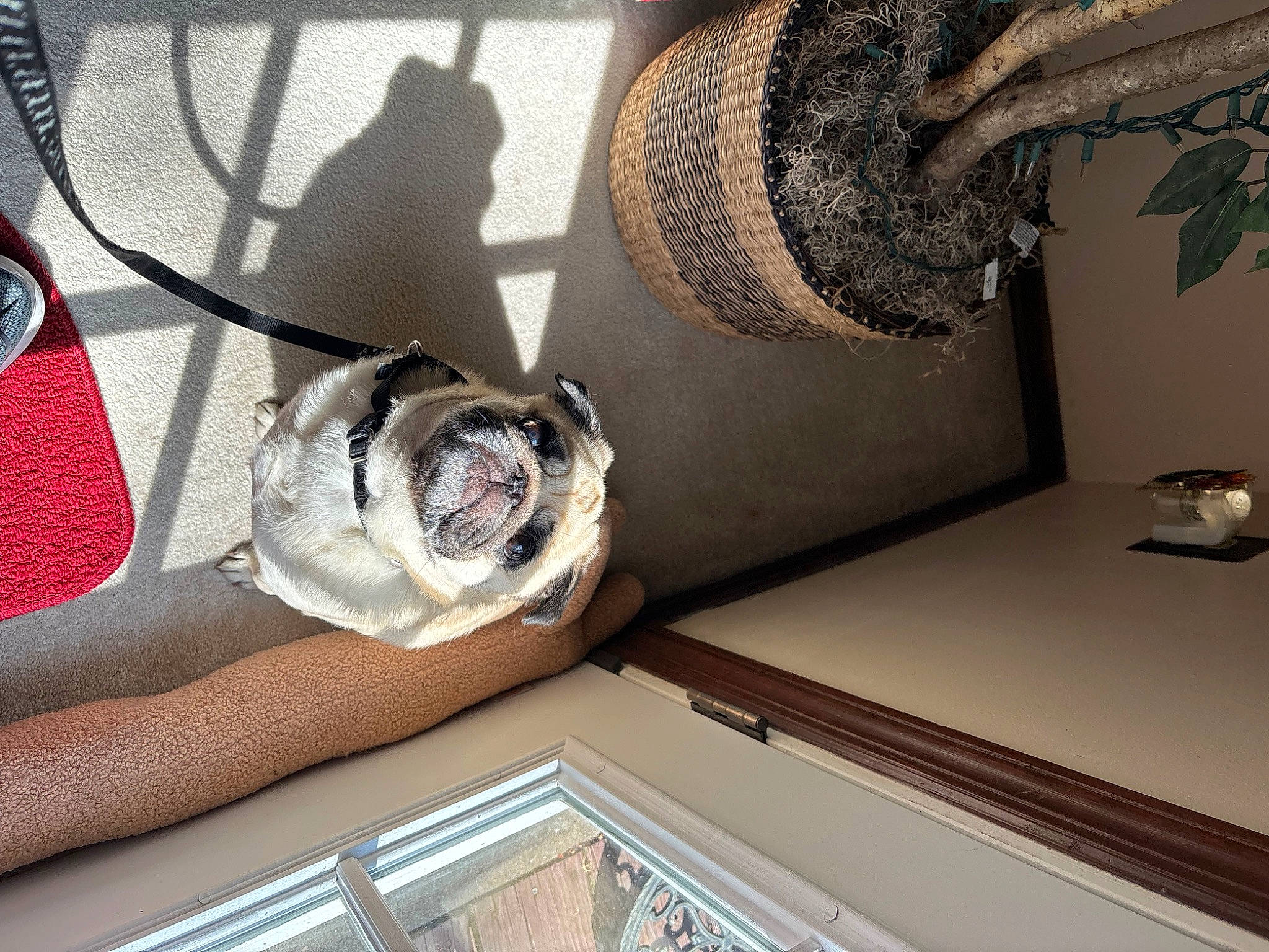 Oliver is registered to the contest to win money with this photo: carnivore, ceiling, comfort, companion_dog, couch, eyewear, fawn, felidae, floor, flooring, grey, hardwood, hat, human_leg, living_room, pattern, room, sneakers, thigh, wood