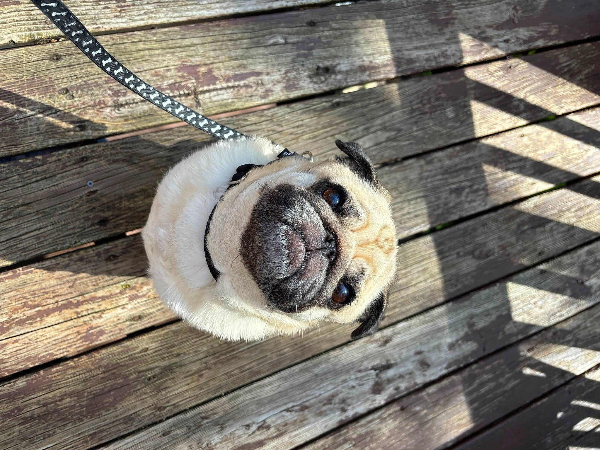 Oliver joined the competition — help win amazing prizes! automotive_tire, carnivore, collar, companion_dog, dog, dog_collar, fawn, floor, flooring, hardwood, metal, plank, plywood, pug, snout, sunglasses, tree, wood, wood_stain, working_animal