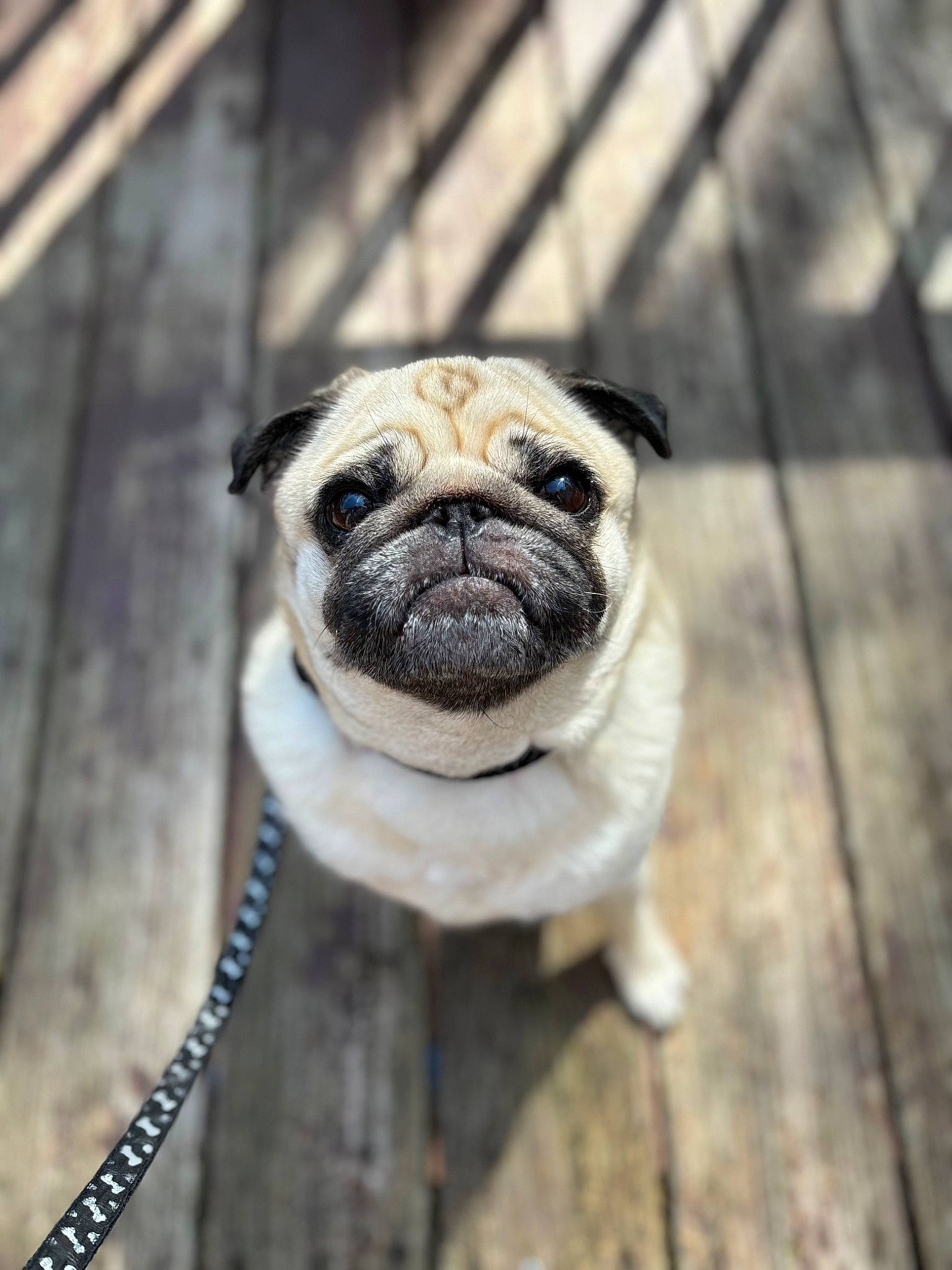 Oliver
