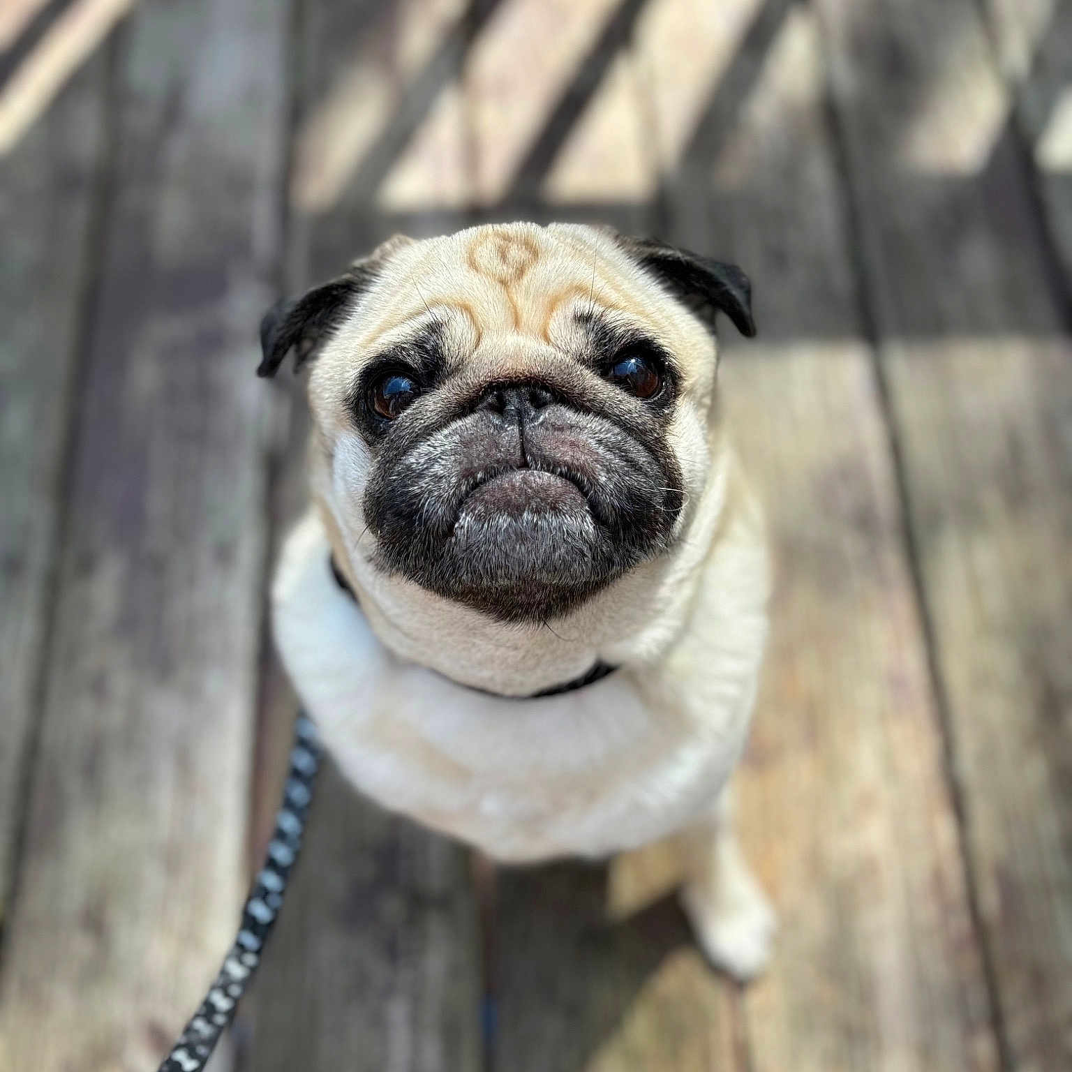 Oliver