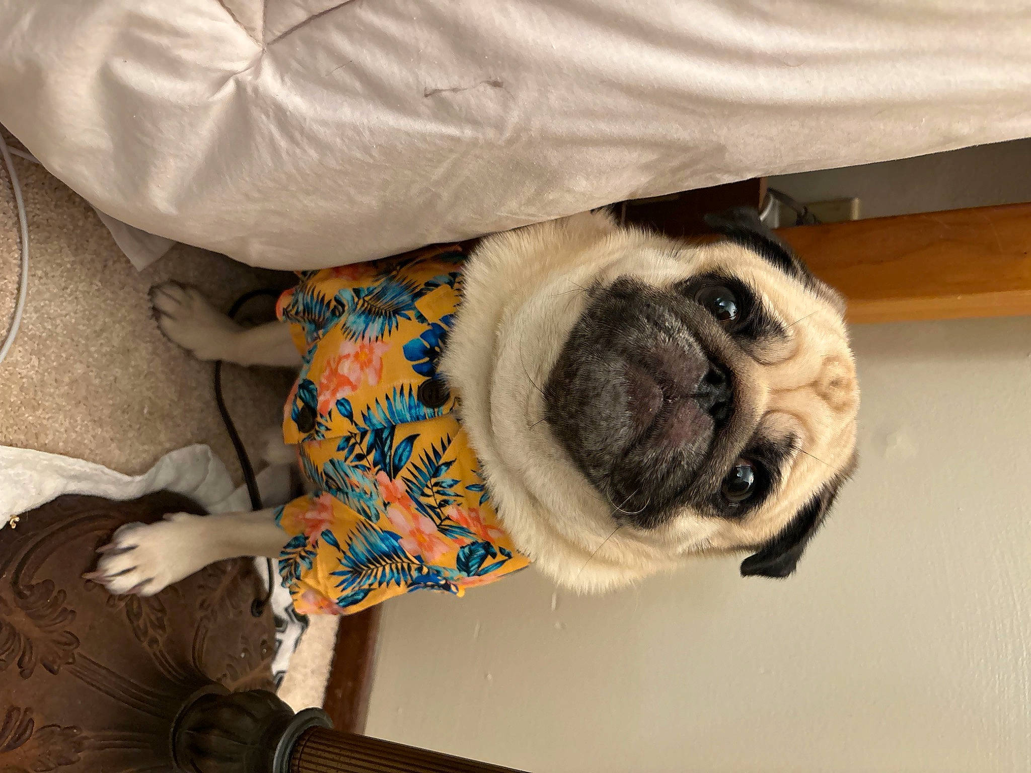 Oliver is registered to the contest to win money with this photo: carnivore, collar, comfort, companion_dog, dog, dog_breed, dog_collar, dog_supply, ear, fawn, flooring, linens, mammal, pet_supply, pug, snout, sporting_group, toy_dog, working_animal, wrinkle