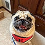 animal, brown, carpet, close_up, cute, dog, door, face, furniture, happy, harness, indoor, leash, light, pet, pug, small_dog, smiling, spider_man, tongue_out