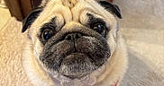 Oliver The Pug joined the competition — help win amazing prizes! animal, canine, carpet, cute, dog, domestic, ears, face, floor, fur, furniture, harness, indoor, leash, looking_up, pet, portrait, pug, spider_man, whiskers
