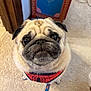 animal, canine, carpet, cute, dog, domestic, ears, face, floor, fur, furniture, harness, indoor, leash, looking_up, pet, portrait, pug, spider_man, whiskers