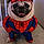 Oliver The Pug
