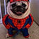 Oliver The Pug