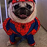 animal, baby_gate, carpet, costume, cute, dog, domestic_animal, funny, furry, indoor, leash, mammal, pet, pet_clothing, playful, portrait, pug, small_dog, spiderman, tongue