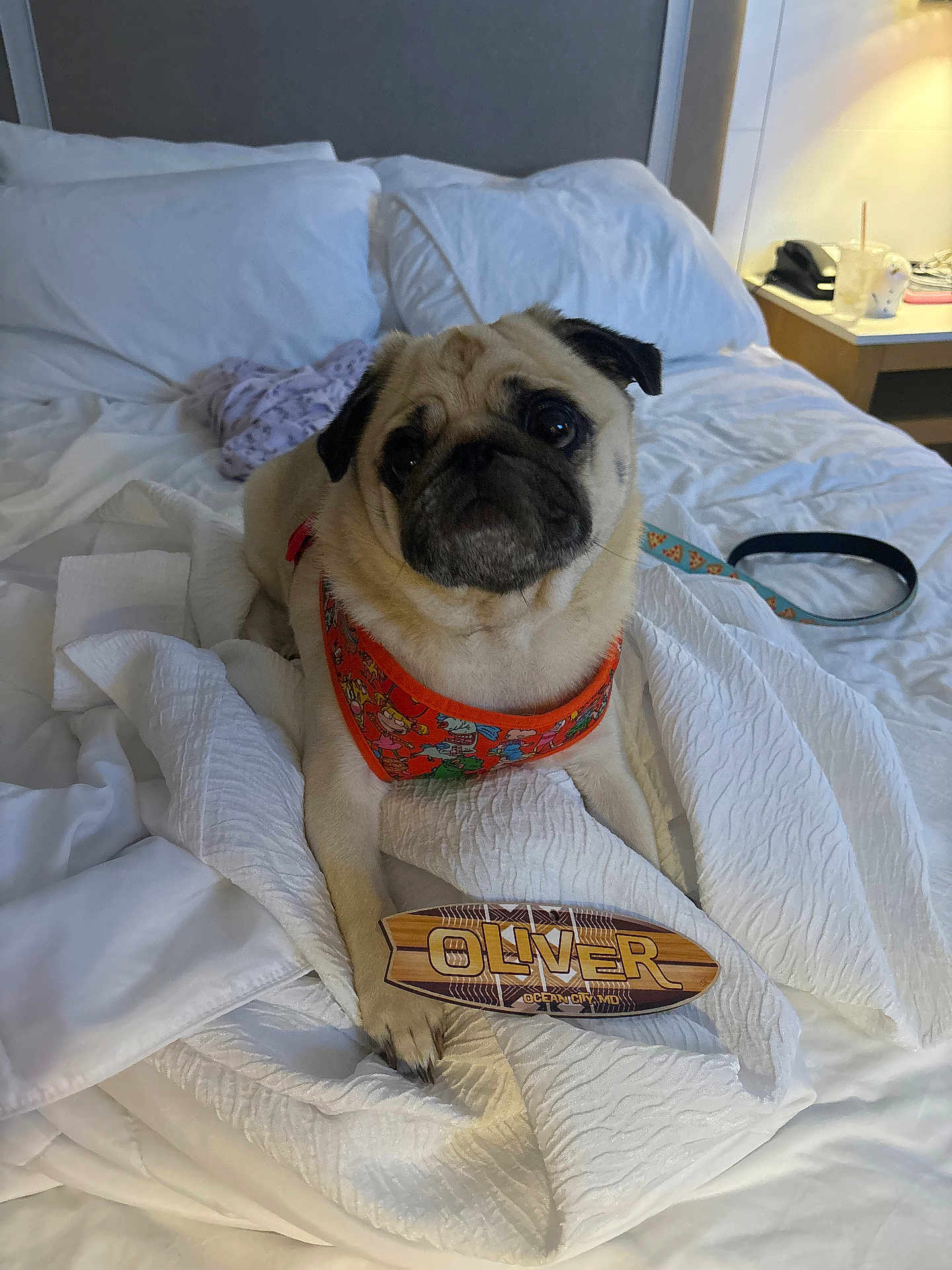 Oliver The Pug joined the competition — help win amazing prizes! accessories, animal, bed, bedroom, blanket, bulldog, canine, cushion, dog, frenchbulldog, furniture, homedecor, indoors, interiordesign, linen, pet, pug, puppy, quilt, room