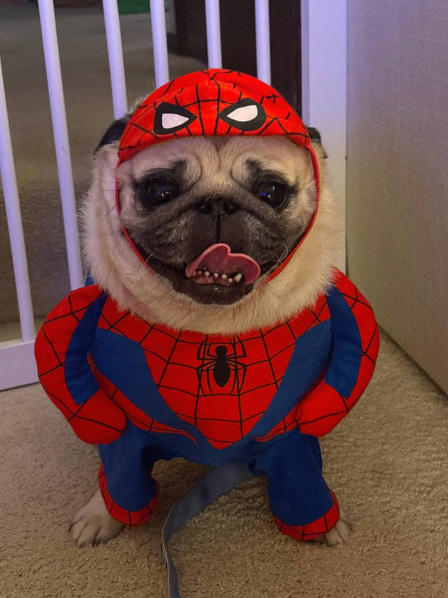 Oliver The Pug